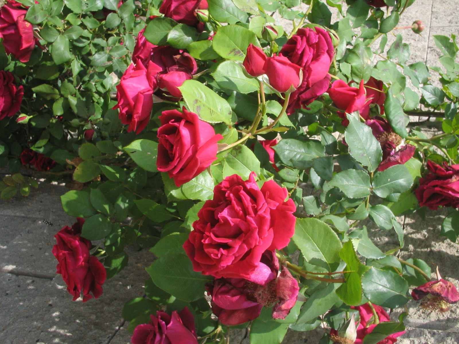 rosa